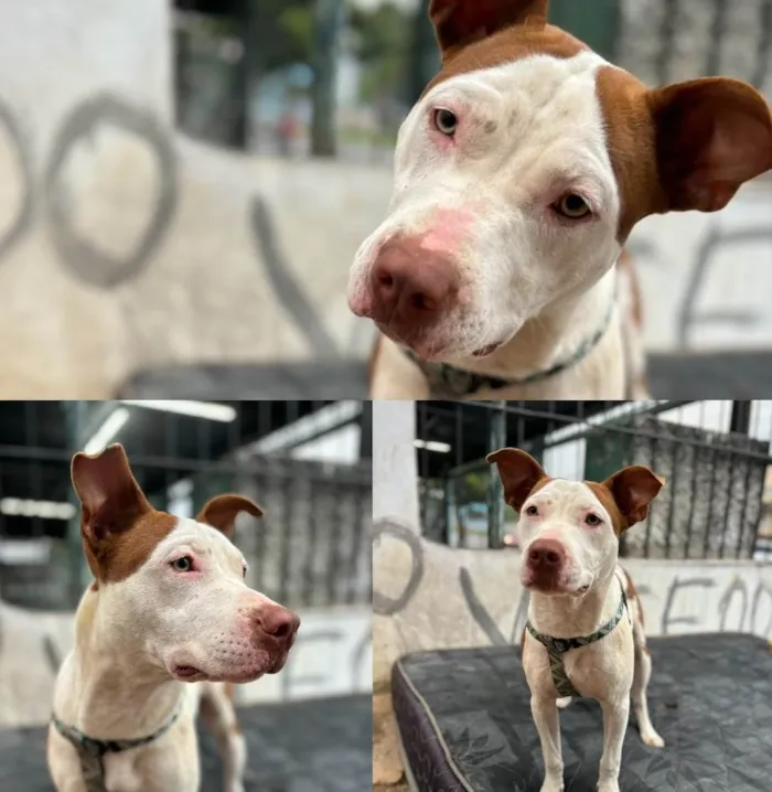 Cachorro ra a Pit-Bull idade 2 a 6 meses nome MEG