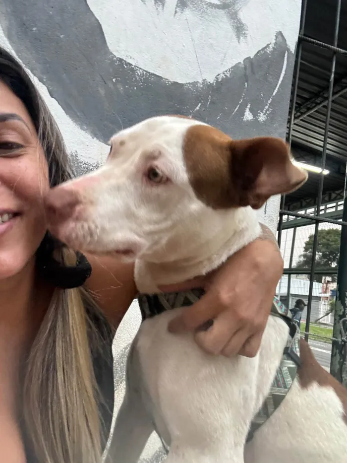 Cachorro ra a Pit-Bull idade 2 a 6 meses nome MEG