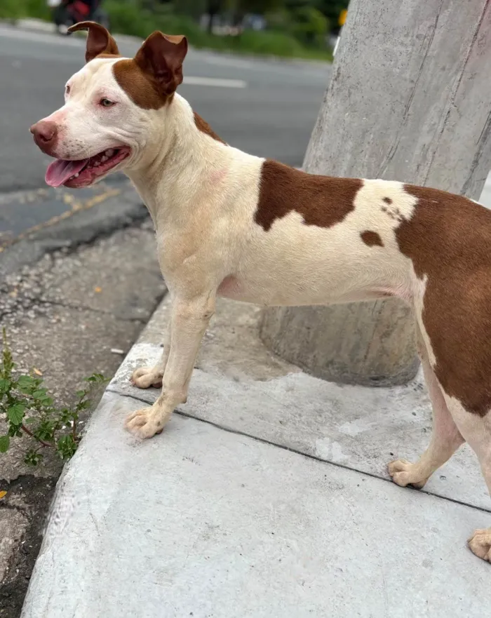 Cachorro ra a Pit-Bull idade 2 a 6 meses nome MEG