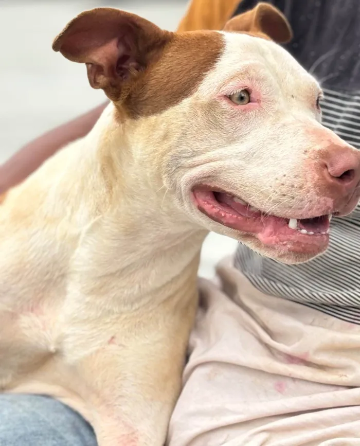 Cachorro ra a Pit-Bull idade 2 a 6 meses nome MEG