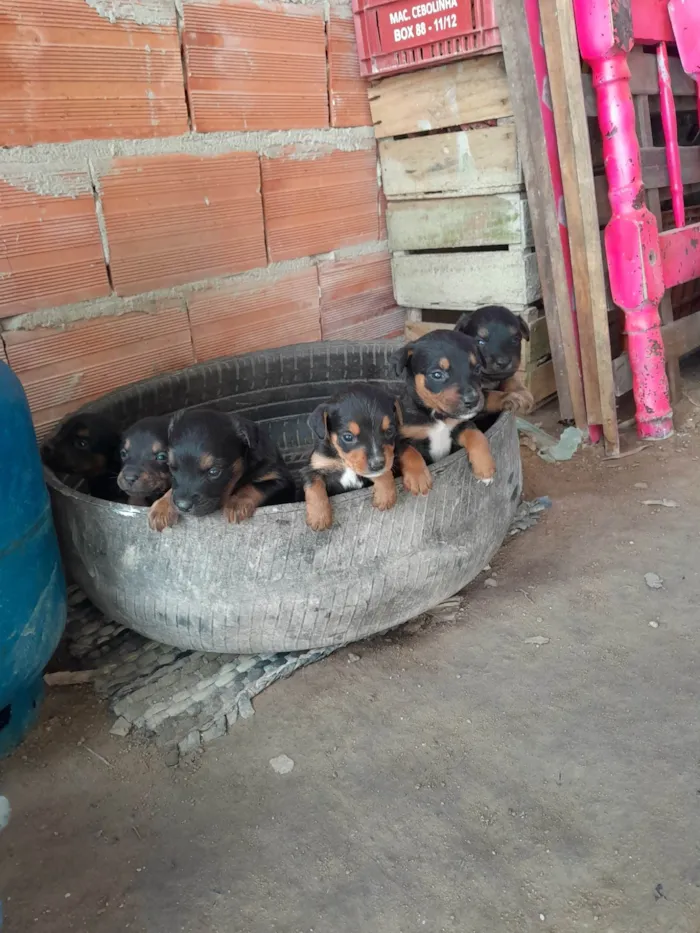 Cachorro ra a SRD-ViraLata idade 2 a 6 meses nome Não tem nome 