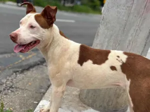 Cachorro raça Pit-Bull idade 2 a 6 meses nome MEG