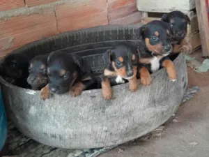 Cachorro raça SRD-ViraLata idade 2 a 6 meses nome Não tem nome 