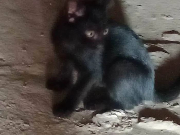 Gato ra a SRD-ViraLata idade 2 a 6 meses nome *Pantera*