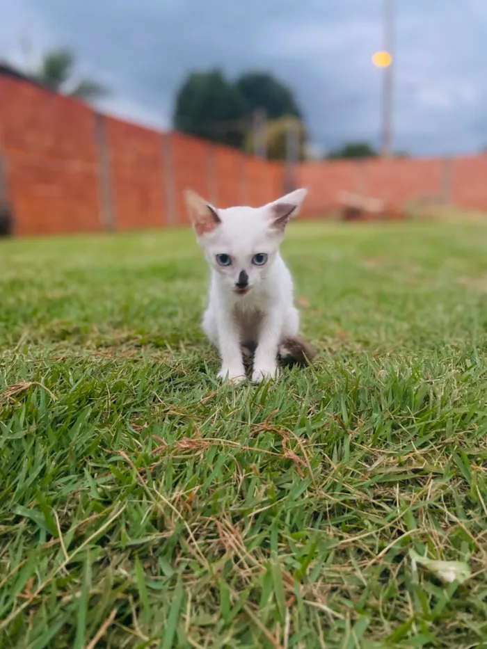 Gato ra a SRD-ViraLata idade 2 a 6 meses nome Cheldo 