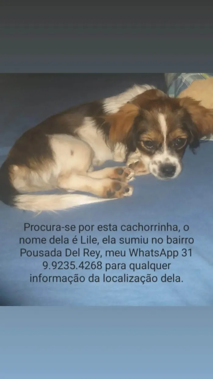 Cachorro ra a SRD-ViraLata idade 7 a 11 meses nome Lili