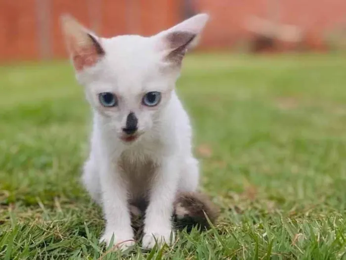 Gato ra a SRD-ViraLata idade 2 a 6 meses nome Cheldo 