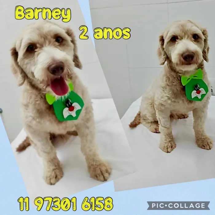 Cachorro ra a Mistura poodle  idade 2 anos nome Barney