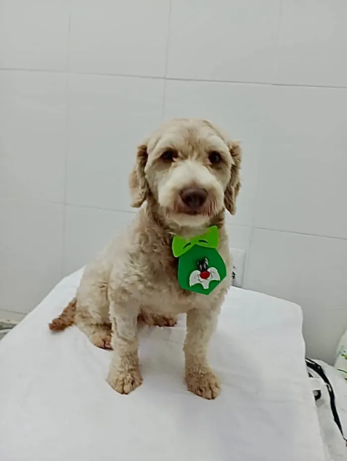 Cachorro ra a Mistura poodle  idade 2 anos nome Barney