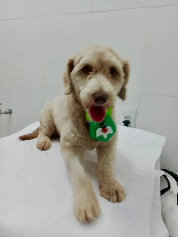 Cachorro ra a Mistura poodle  idade 2 anos nome Barney