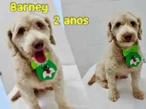 Cachorro raça Mistura poodle  idade 2 anos nome Barney