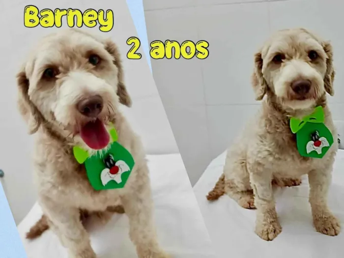 Cachorro ra a Mistura poodle  idade 2 anos nome Barney