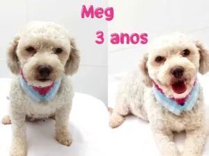 Cachorro raça Poodle idade 3 anos nome Meg