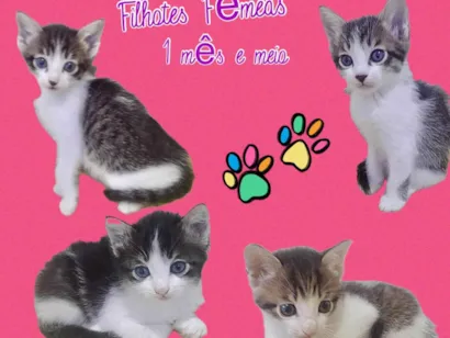 Gato raça SRD-ViraLata idade Abaixo de 2 meses nome Filhotes fêmeas 