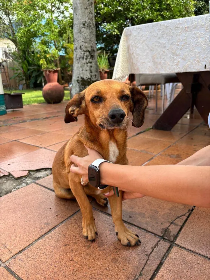 Cachorro ra a SRD-ViraLata idade 6 ou mais anos nome Nina