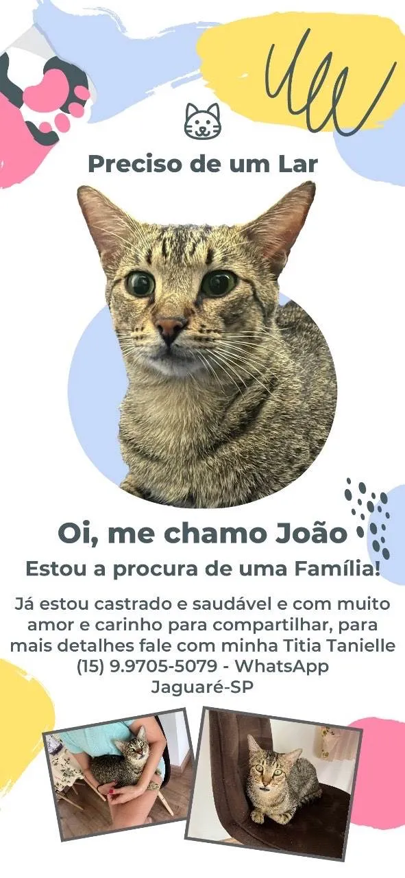 Gato ra a SRD-ViraLata idade 7 a 11 meses nome João