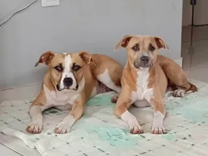 Cachorro raça Pit-Bull idade 1 ano nome Jack e Jade