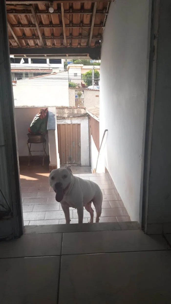 Cachorro ra a Pit-Bull idade 3 anos nome Kiara 