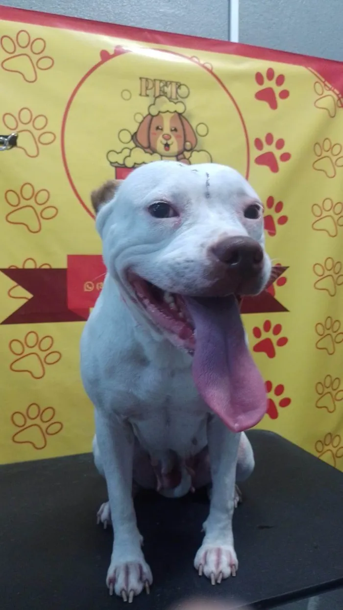 Cachorro ra a Pit-Bull idade 3 anos nome Kiara 