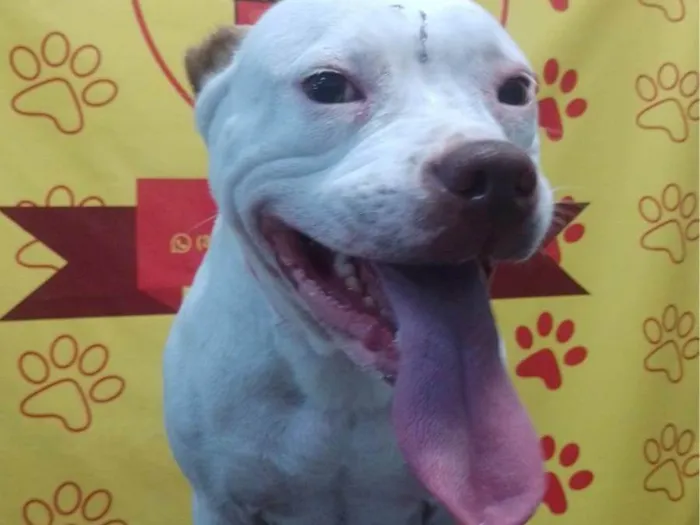 Cachorro ra a Pit-Bull idade 3 anos nome Kiara 