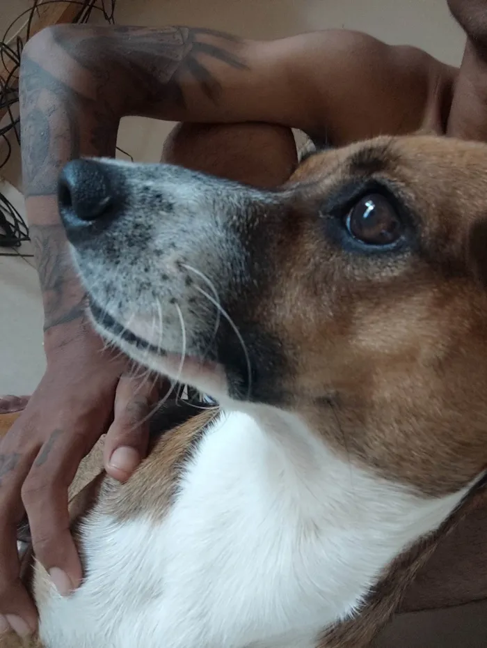 Cachorro ra a SRD-ViraLata idade 2 a 6 meses nome Misa