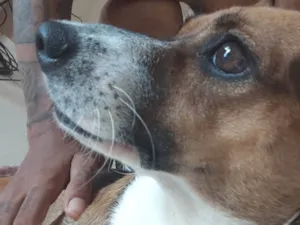 Cachorro raça SRD-ViraLata idade 2 a 6 meses nome Misa