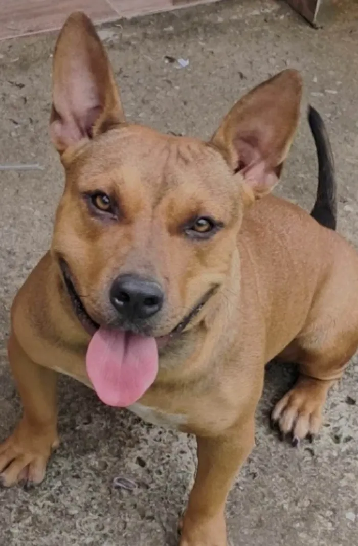 Cachorro ra a Pit-Bull idade 2 anos nome Ayca