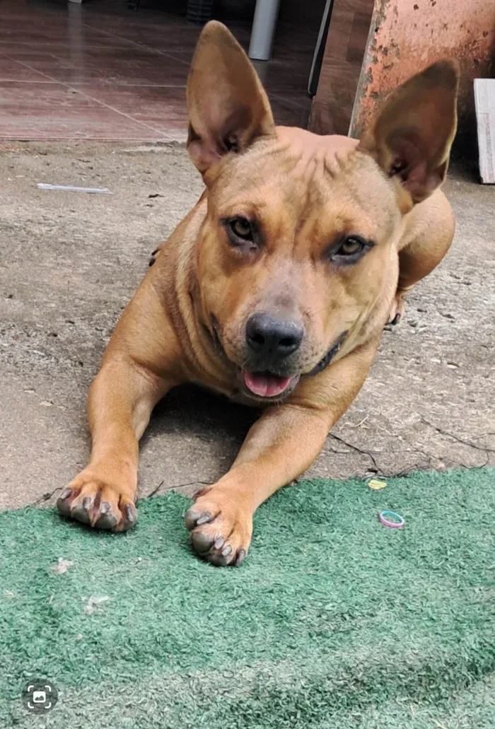 Cachorro ra a Pit-Bull idade 2 anos nome Ayca