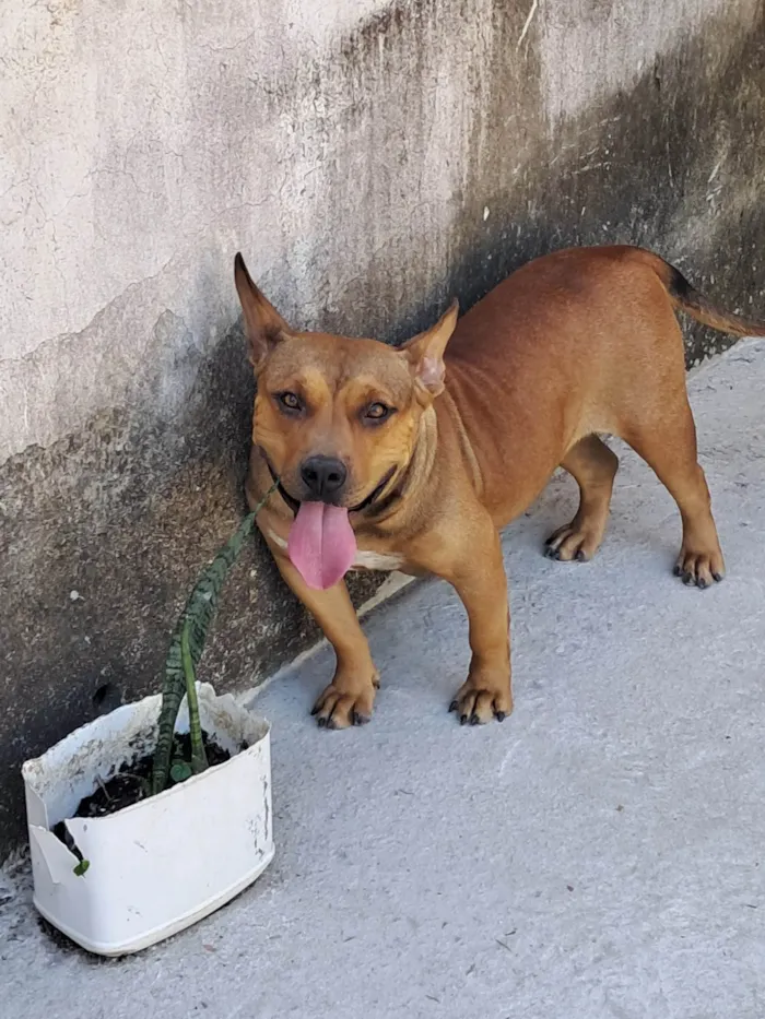 Cachorro ra a Pit-Bull idade 2 anos nome Ayca