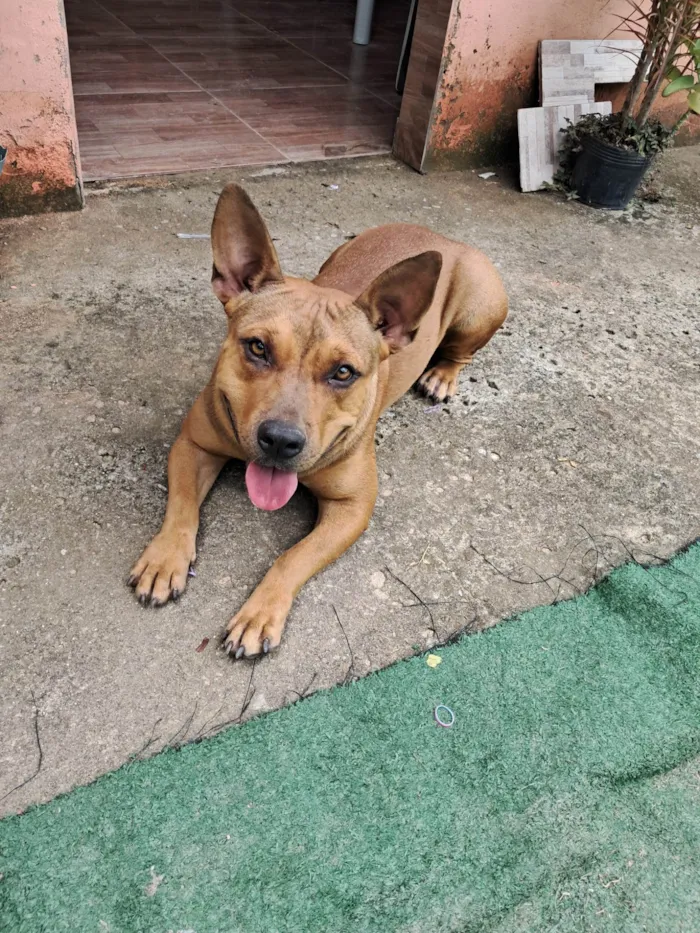 Cachorro ra a Pit-Bull idade 2 anos nome Ayca