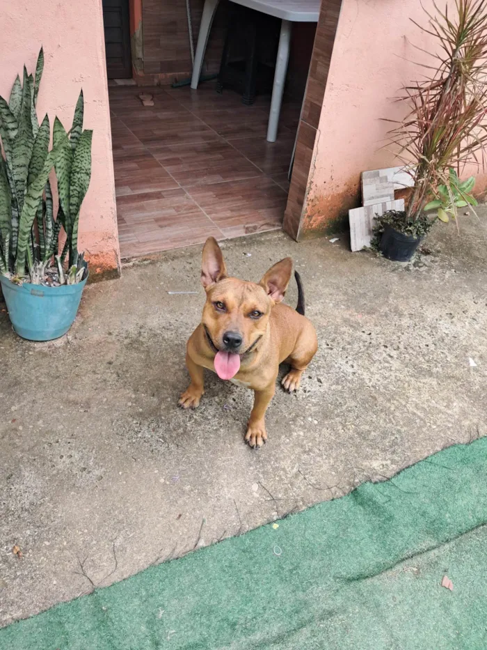 Cachorro ra a Pit-Bull idade 2 anos nome Ayca