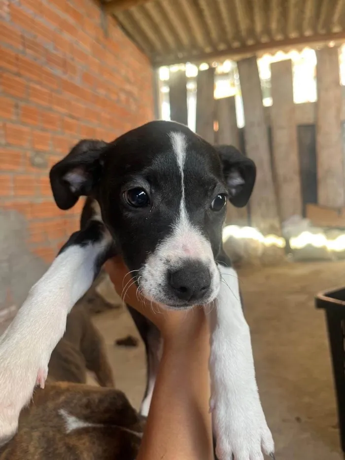 Cachorro ra a SRD-ViraLata idade 2 a 6 meses nome Sem nomes