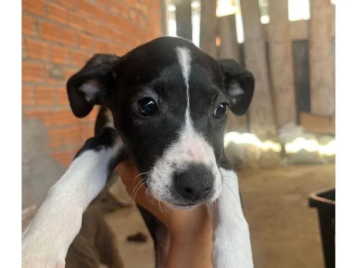 Cachorro ra a SRD-ViraLata idade 2 a 6 meses nome Sem nomes