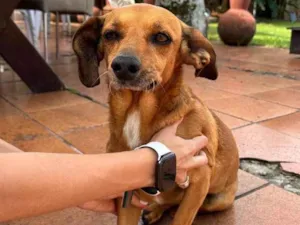 Cachorro raça SRD-ViraLata idade 6 ou mais anos nome Nina