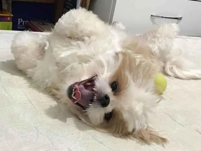 Cachorro ra a Lhasa Apso idade 6 ou mais anos nome Poly