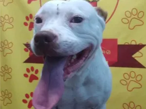 Cachorro raça Pit-Bull idade 3 anos nome Kiara 