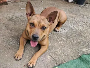 Cachorro raça Pit-Bull idade 2 anos nome Ayca