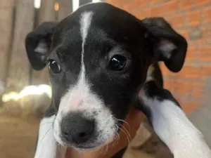 Cachorro raça SRD-ViraLata idade 2 a 6 meses nome Sem nomes