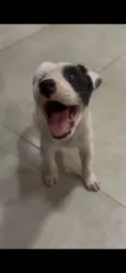 Sem nome (macho)