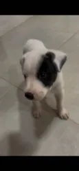 Sem nome (macho)