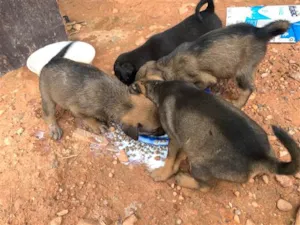 Cachorro raça SRD-ViraLata idade 2 a 6 meses nome Sem nome 