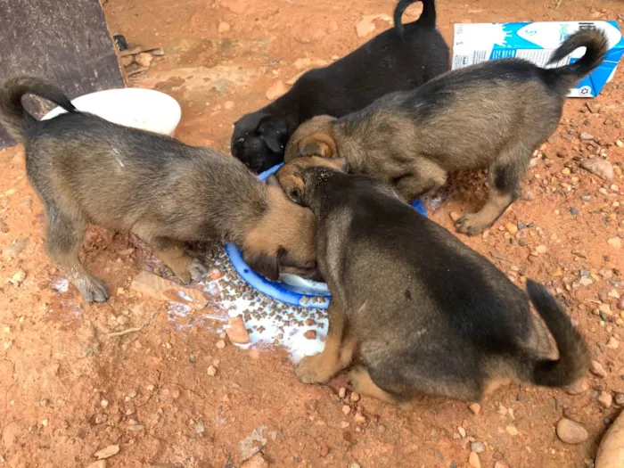 Cachorro ra a SRD-ViraLata idade 2 a 6 meses nome Sem nome 