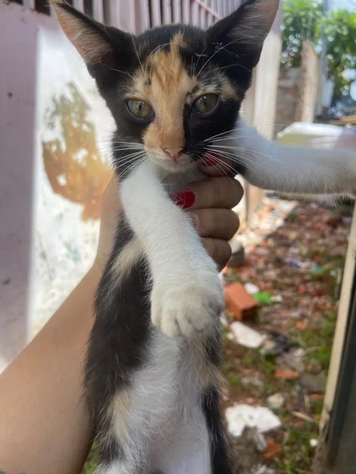 Gato ra a SRD-ViraLata idade 2 a 6 meses nome Pamela 