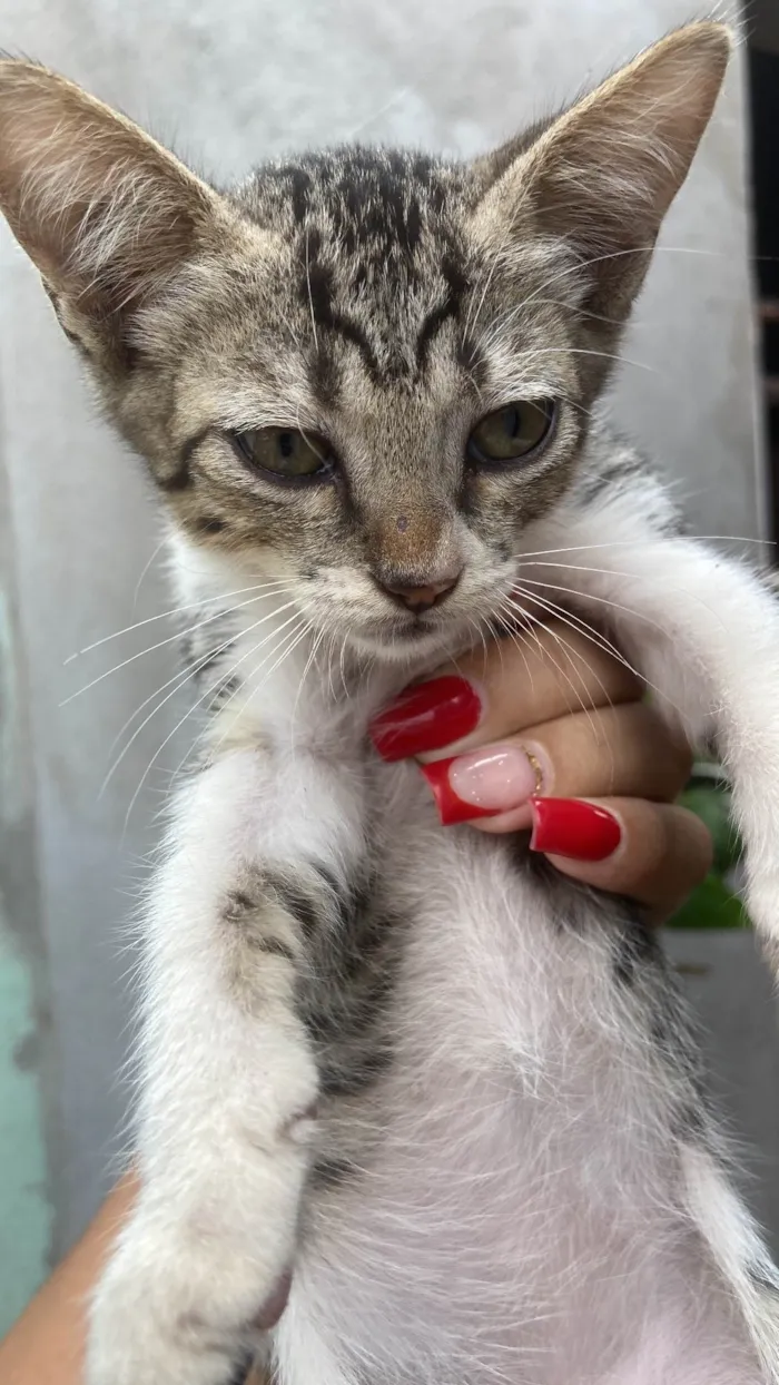 Gato ra a SRD-ViraLata idade 2 a 6 meses nome Pamela 