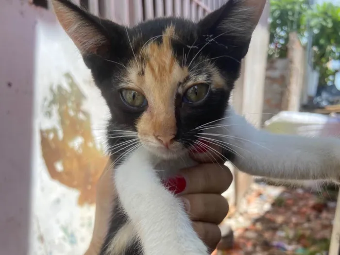 Gato ra a SRD-ViraLata idade 2 a 6 meses nome Pamela 