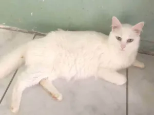 Gato raça SRD-ViraLata idade 6 ou mais anos nome Anastácia