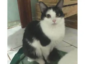 Gato raça SRD-ViraLata idade 4 anos nome Gatinha