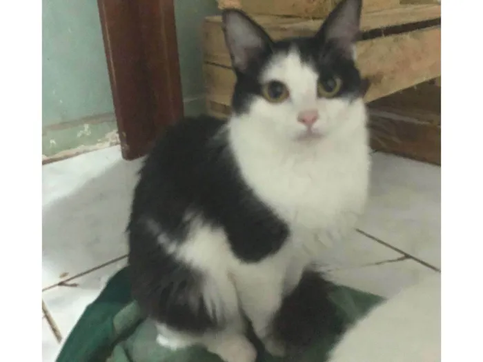 Gato ra a SRD-ViraLata idade 4 anos nome Gatinha