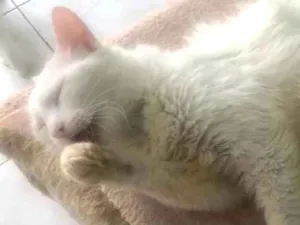 Gato raça SRD-ViraLata idade 6 ou mais anos nome George