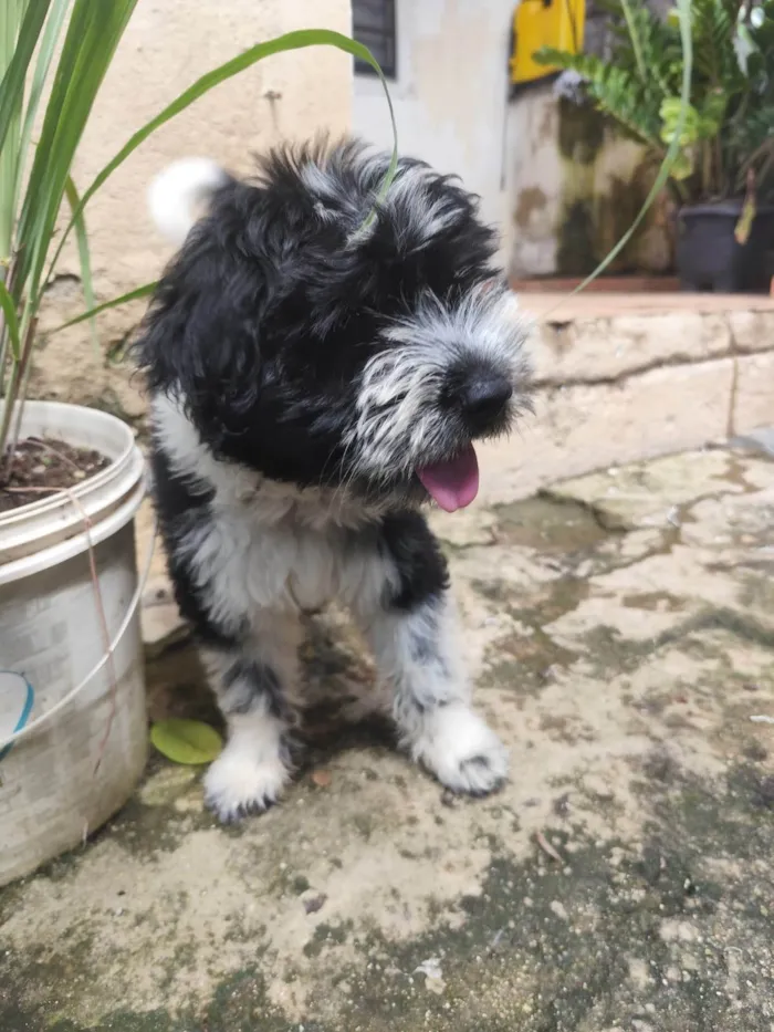 Cachorro ra a SRD-ViraLata idade 2 a 6 meses nome BILLY 